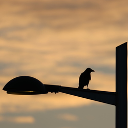 Birding